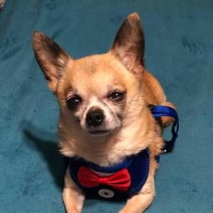 Meet your Posher, Robin